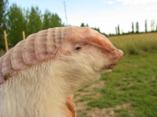 Image of Pink Fairy Armadillo