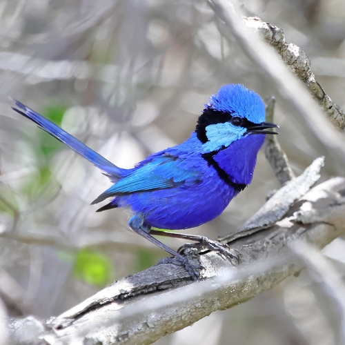 Image of Superb Fairywren