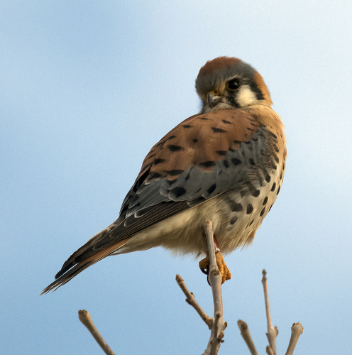 Image of American Kestrel