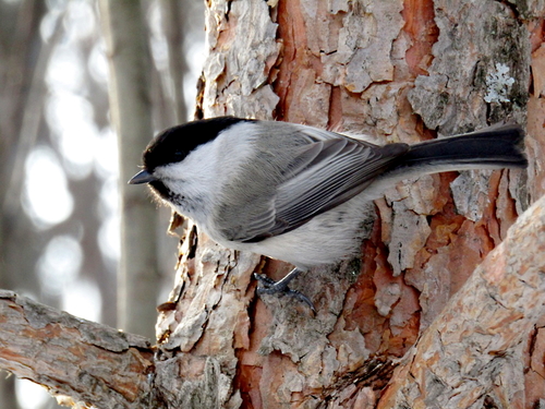 Image of Willow Tit