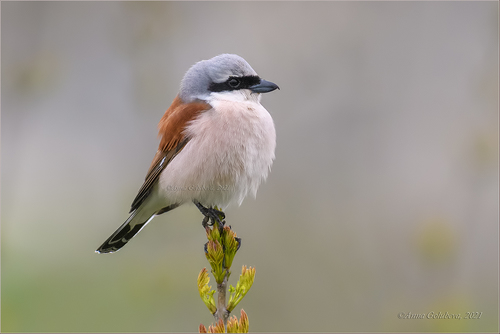 Image of Red-backed Shrike