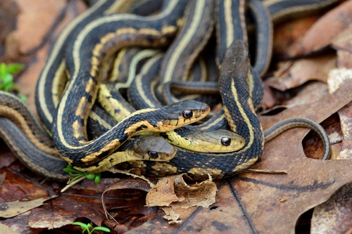 Image of Common Garter Snake