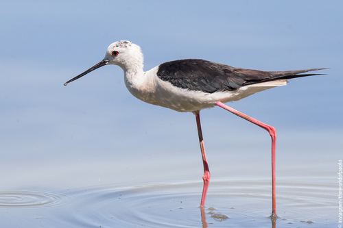 Image of Black-winged Stilt