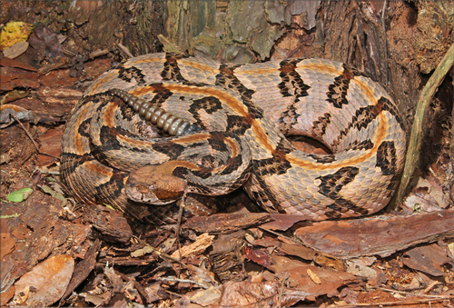 Image of Timber Rattlesnake