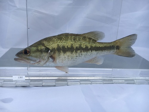 Image of Spotted Bass