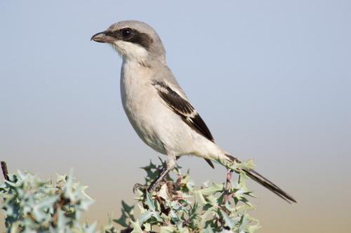 Image of Loggerhead Shrike