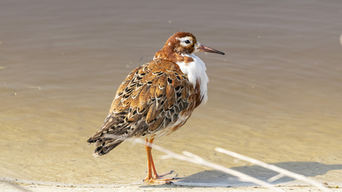 Image of Ruff