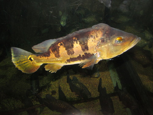 Image of Peacock Bass