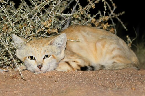 Image of Sand Cat