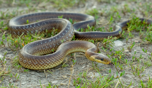 Image of Aesculapian Snake