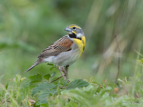 Image of Dickcissel