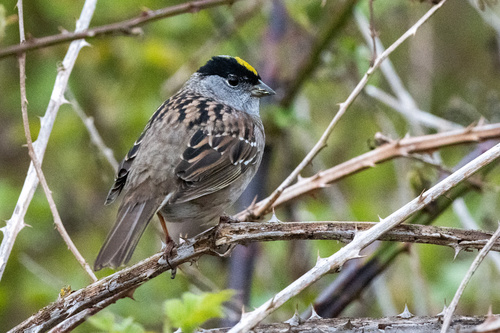 Image of Golden-crowned Sparrow