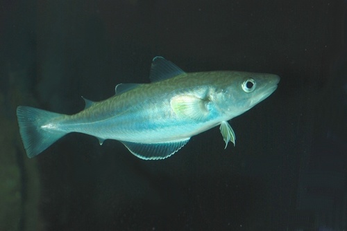 Image of Whiting