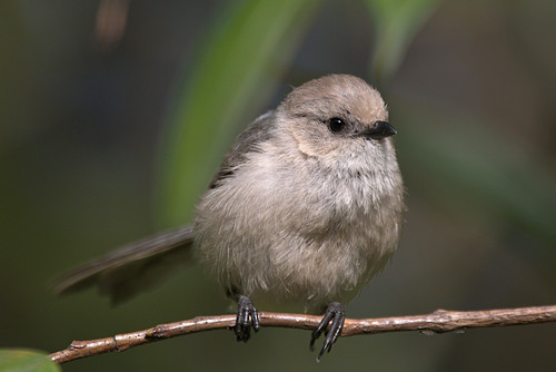 Image of Bushtit