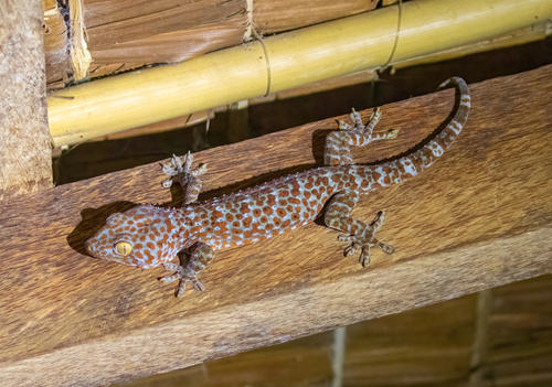 Image of Tokay Gecko