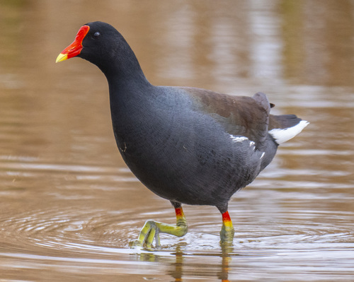 Image of Common Gallinule