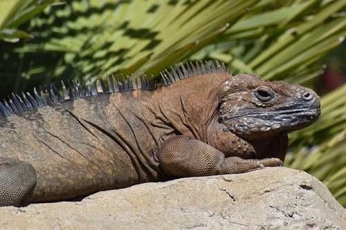 Image of Jamaican Iguana