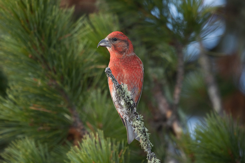 Image of Red Crossbill