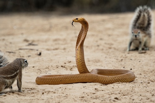 Image of Cape Cobra