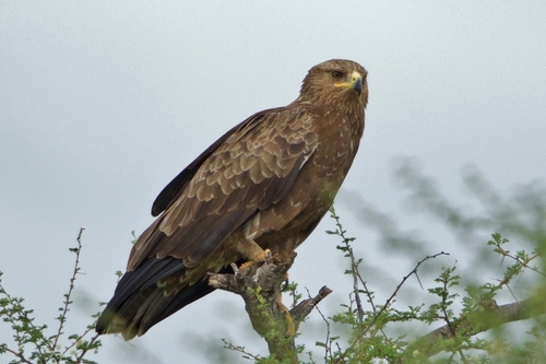 Image of Lesser Spotted Eagle