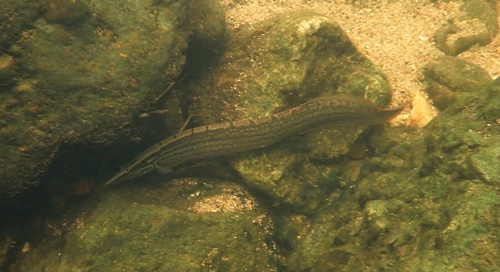 Image of Zig-Zag Eel