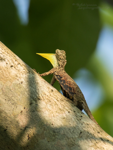 Image of Common Flying Dragon