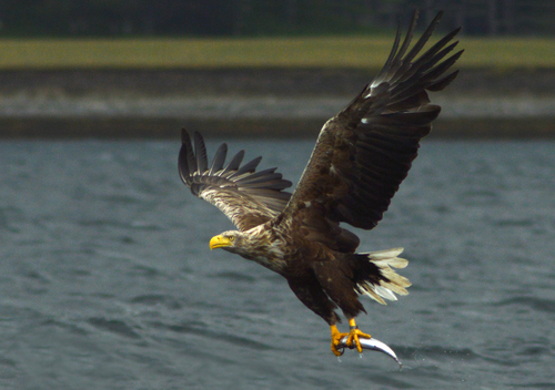 Image of White-tailed Eagle