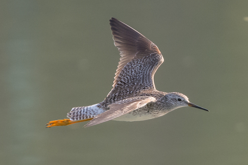 Image of Lesser Yellowlegs