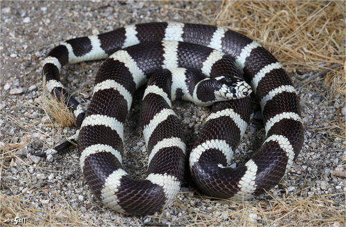 Image of California Kingsnake