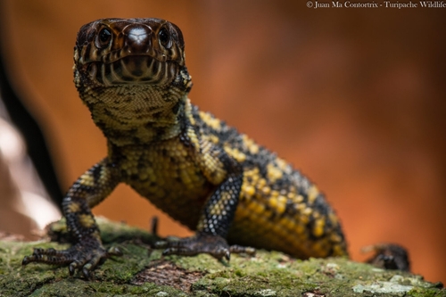 Image of Yellow-spotted Night Lizard