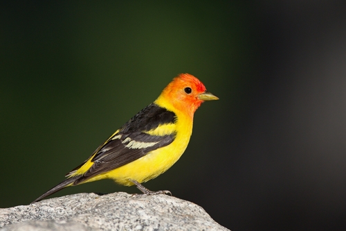 Image of Western Tanager