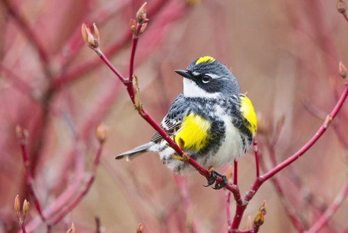 Image of Yellow-rumped Warbler