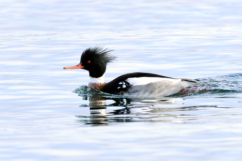 Image of Red-breasted Merganser