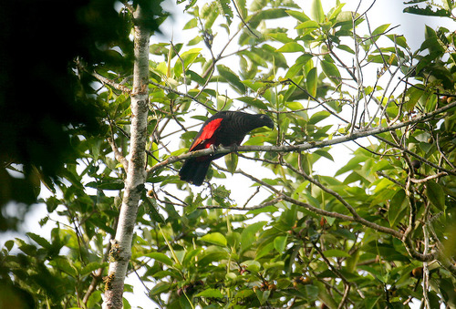 Image of Pesquet's Parrot