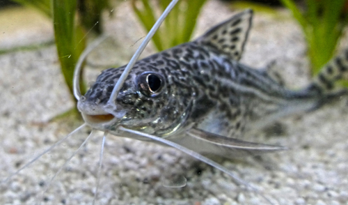 Image of Pictus Catfish