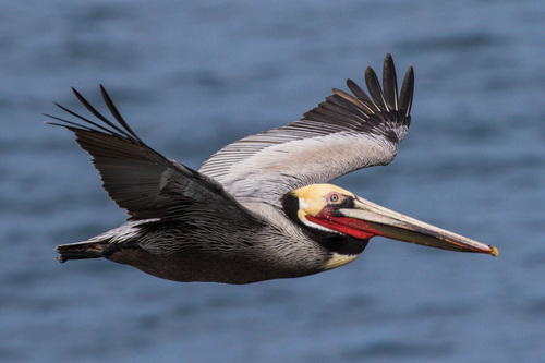 Image of Brown Pelican