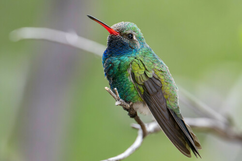 Image of Broad-billed Hummingbird