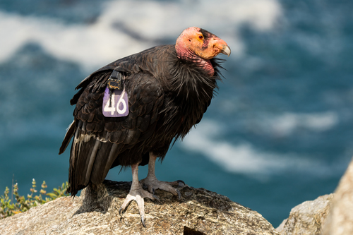Image of California Condor