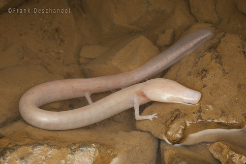 Image of Olm