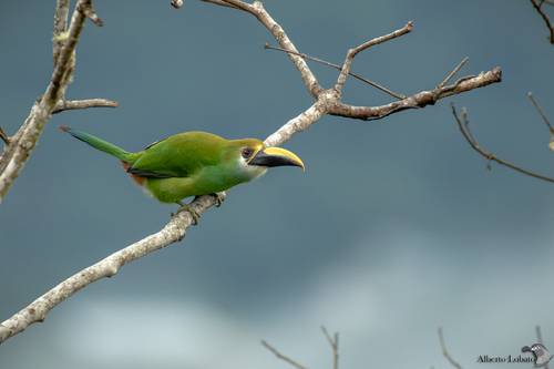 Image of Emerald Toucanet