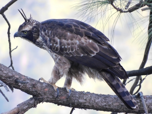 Image of Mountain Hawk-eagle