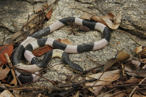 Image of Malayan krait