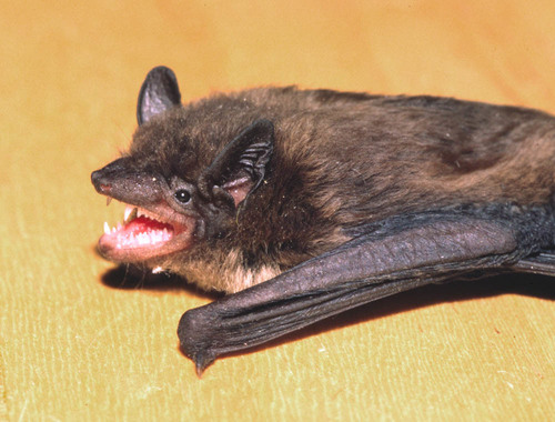 Image of Evening Bat