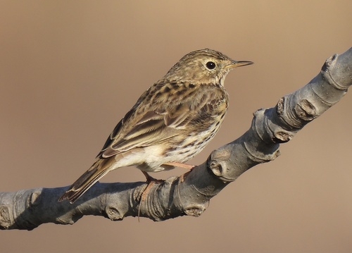 Image of Meadow Pipit