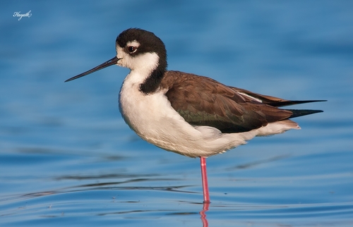 Image of Black-necked Stilt