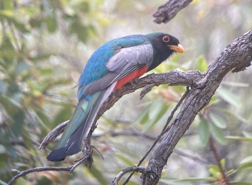 Image of Elegant Trogon