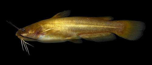 Image of Yellow Bullhead