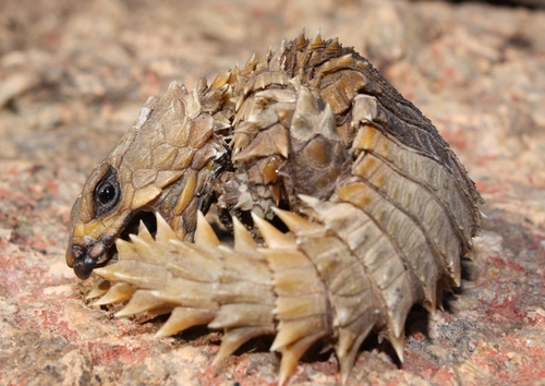 Image of Armadillo Girdled Lizard