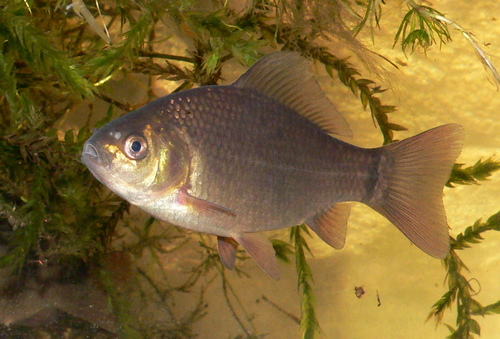 Image of Crucian carp