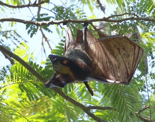 Image of Golden-capped Fruit Bat